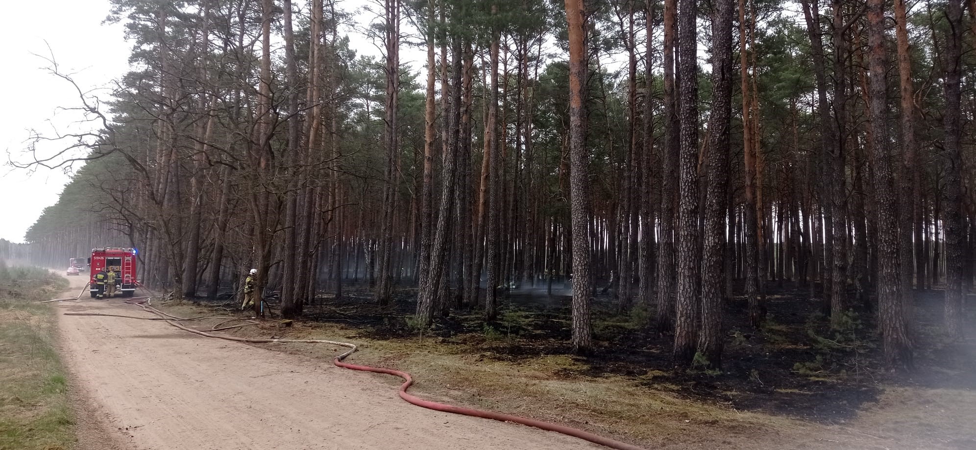 POWIAT NOWOTOMYSKI: Poranny pożar lasu